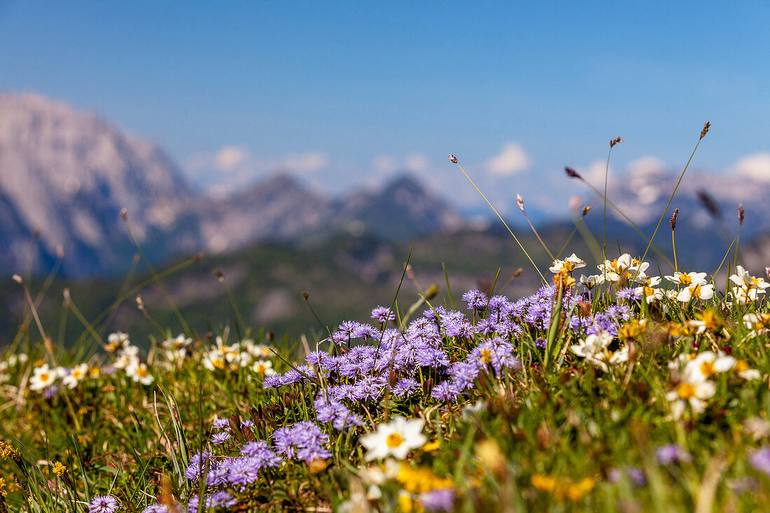 Blühende Bergblumen auf der Eggenalm im Frühjahr mit Wilder Kaiser, Tirol, Österreich, Kaisergebirge