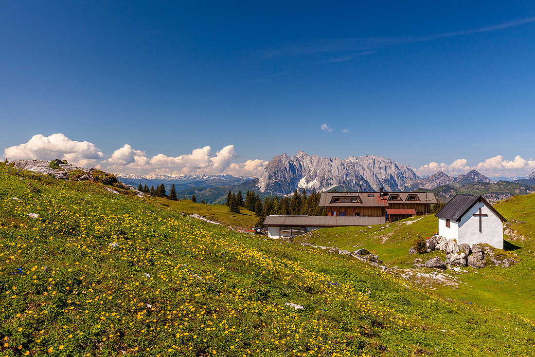 Eggenalm with a view to the Wilder Kaiser in summer, Chiemgau, Bavaria, Germany