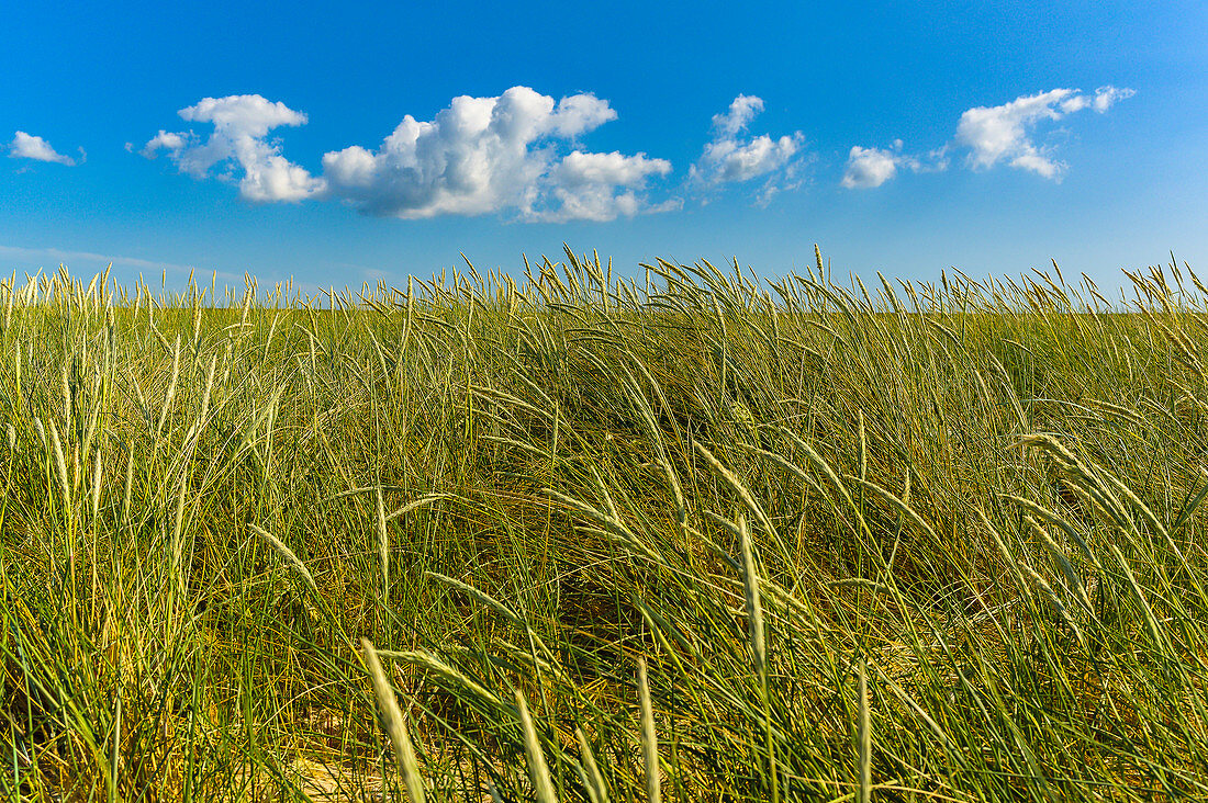 Reed grass and sky on the dunes of the island of Foehr, North Frisia, Germany