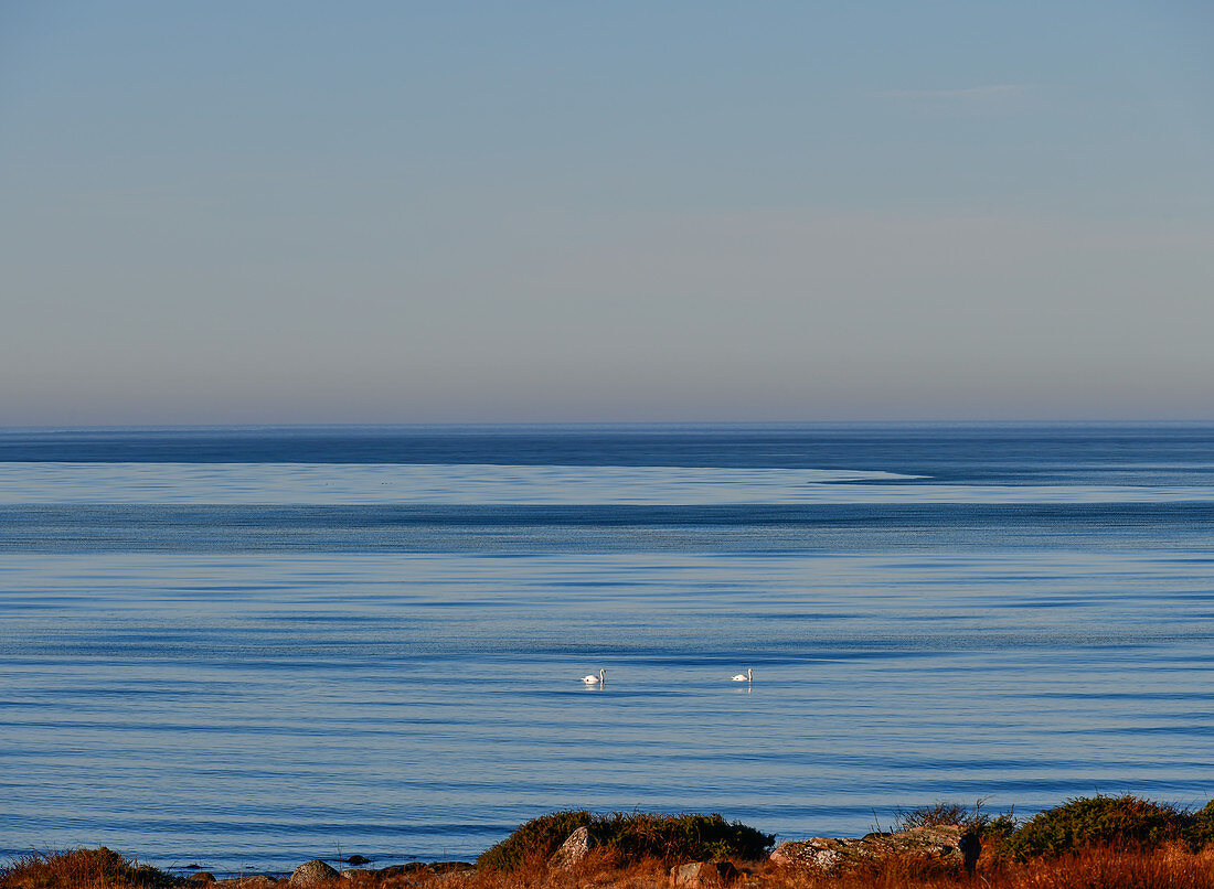 Blick über das ruhige Meer und auf zwei Schwäne, Grimsholmen, Hallandslän, Schweden