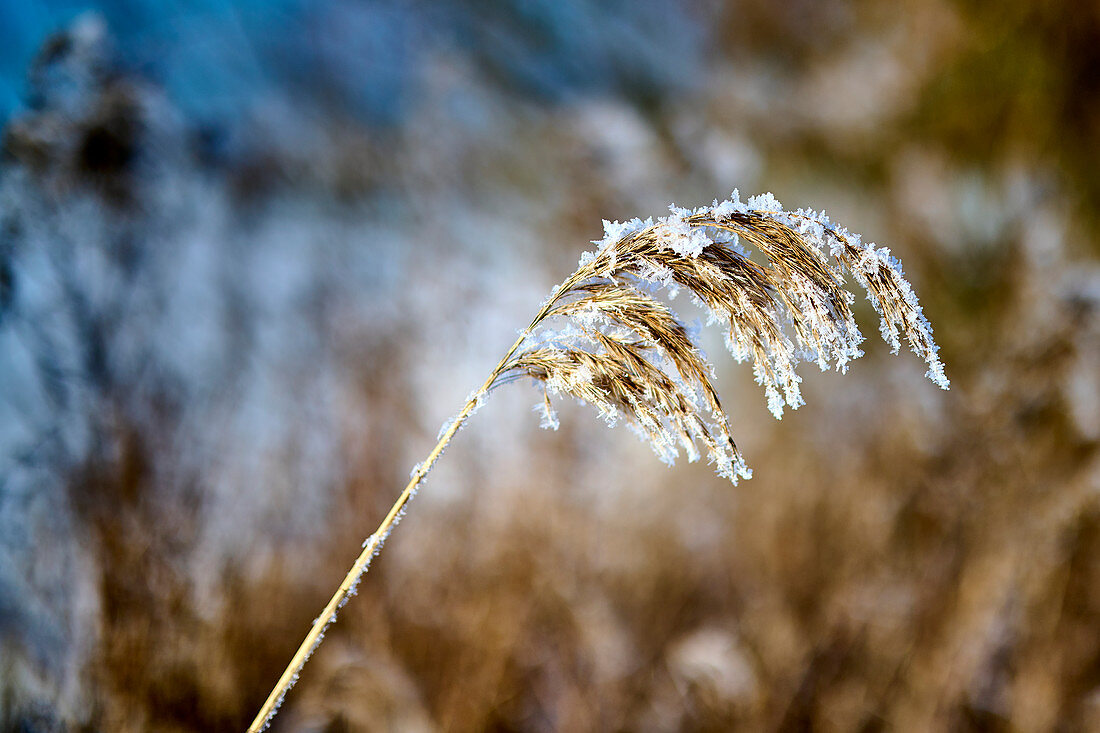 Snow covered grass, Dorum, Lower Saxony, Germany