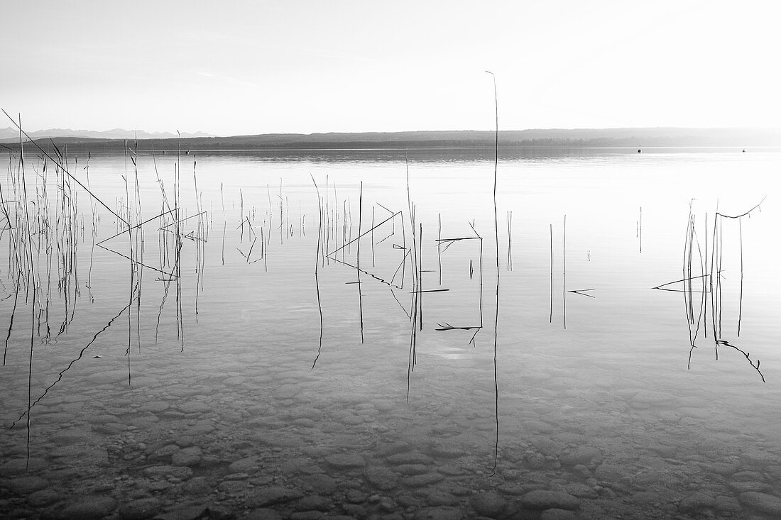 Blick auf den Ammersee und die Alpen, im Vordergrund Schilf im Wasser, Fünfseenland, Oberbayern, Bayern, Deutschland, Europa