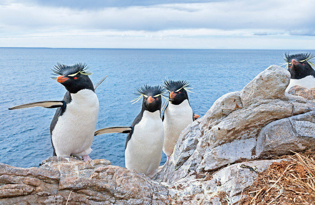 Gruppe von Rockhopper-Pinguinen (Eudyptes chrysocome chrysocome) auf einer felsigen Insel, Ostfalkland, Falklandinseln, Südamerika