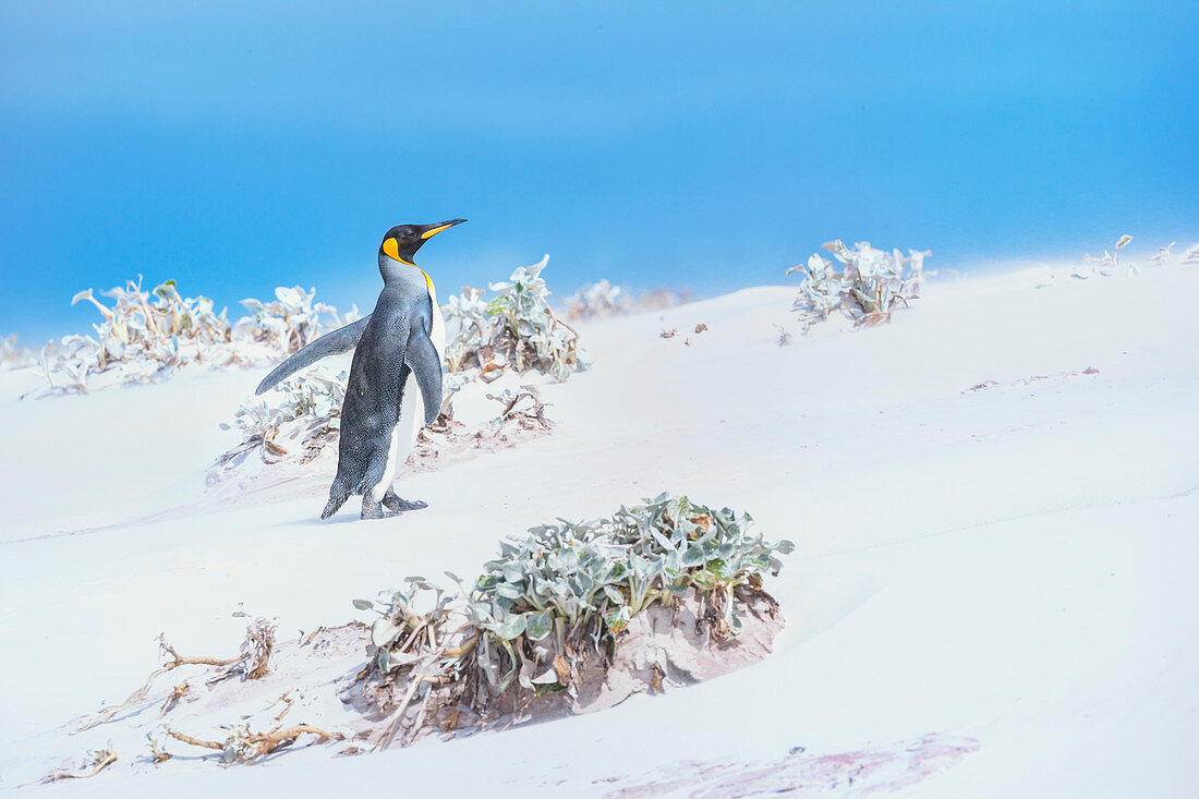 King penguin (Aptenodytes patagonicus) walking through a sand storm, Volunteer Point, East Falkland, Falkland Islands, 