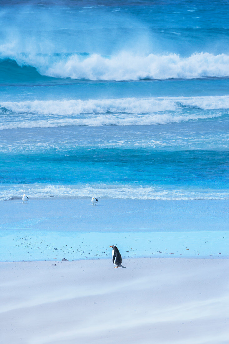 Gentoo Penguin (Pygocelis papua papua) walking on the beach, East Falkland, Falkland Islands, South America