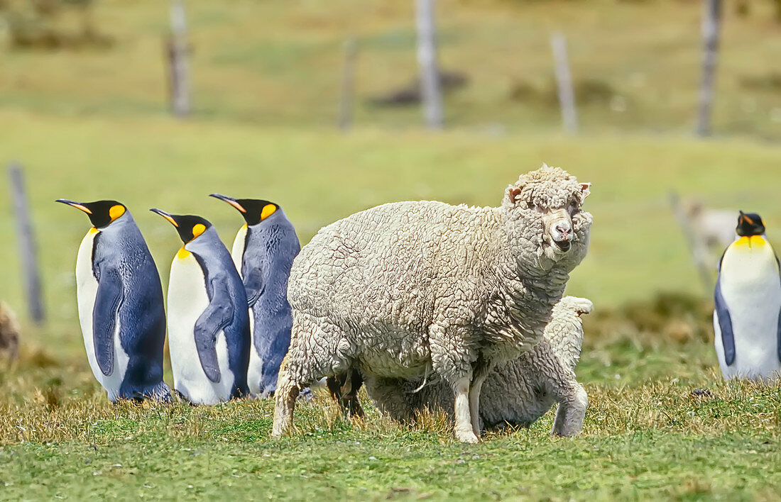 Schafe treffen Königspinguine (Aptenodytes patagonicus), Ostfalkland, Falklandinseln, Südamerika