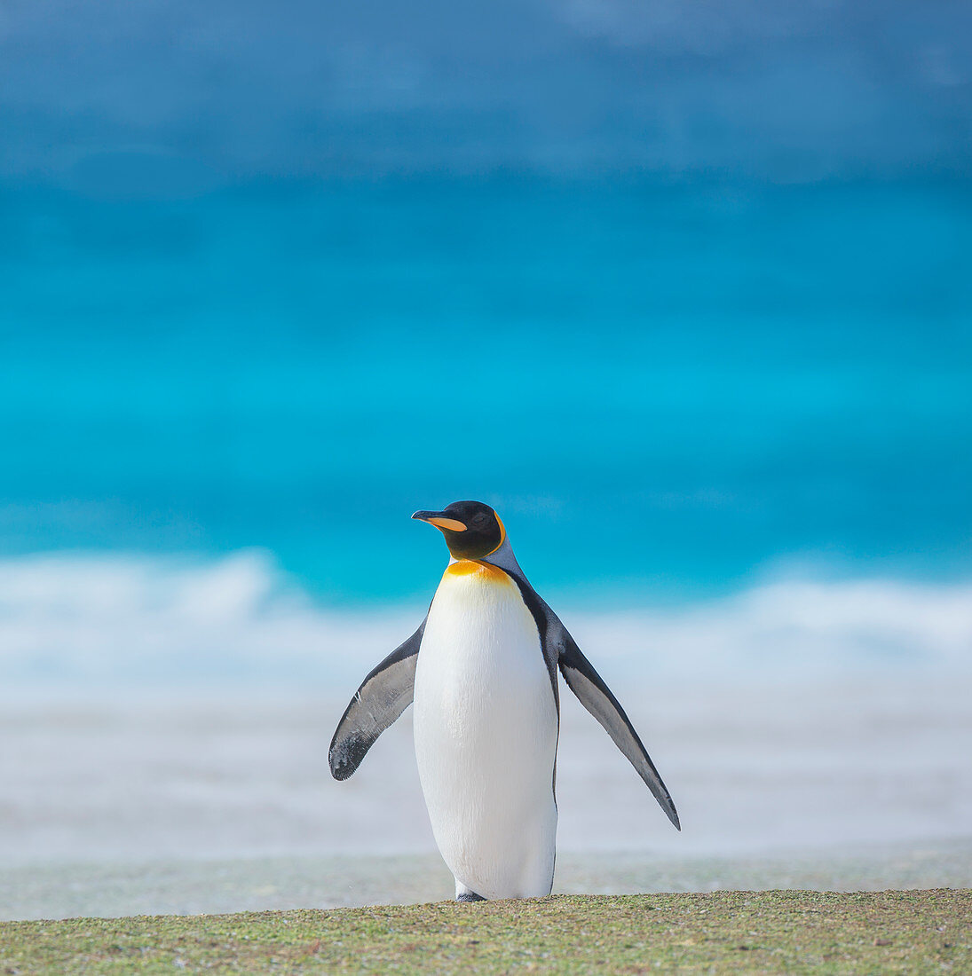 Königspinguin (Aptenodytes patagonicus) am Strand, Ostfalkland, Falklandinseln, Südamerika