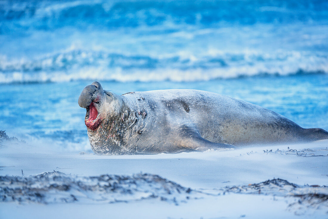 Southern elephant seal (Mirounga leonina) male roaring, Sea Lion Island, Falkland Islands, South America