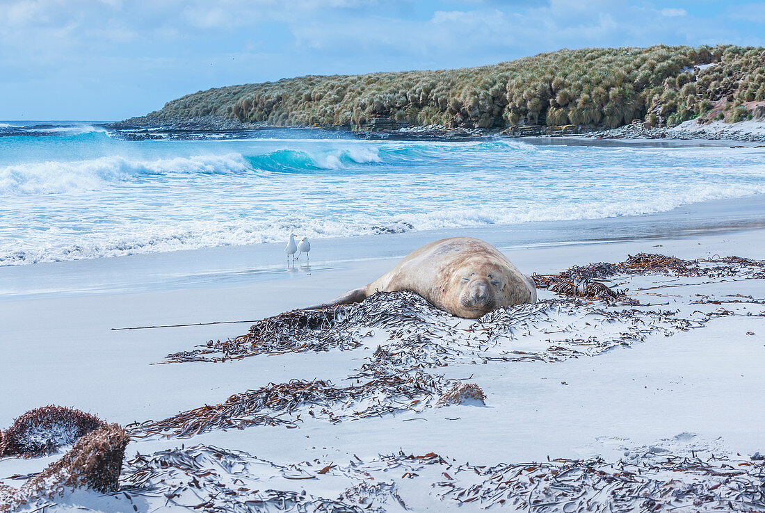 Southern elephant seal (Mirounga leonina), female resting on a sandy beach, Sea Lion Island, Falkland Islands, South America
