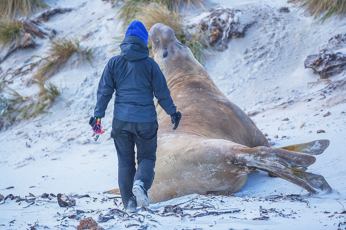 Biologist tagging a Southern elephant seals (Mirounga leonina) male, Sea Lion Island, Falkland Islands, South America