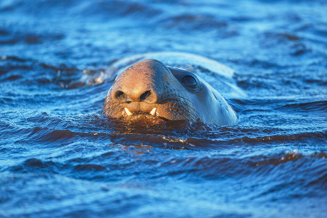 Schwimmender Seeelefant (Mirounga leonina), Seelöweninsel, Falklandinseln, Südamerika