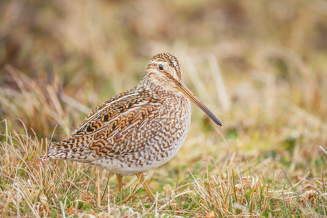 Südamerikanische Schnepfe (Gallinago paraguaiae), Seelöweninsel, Falklandinseln, Südamerika