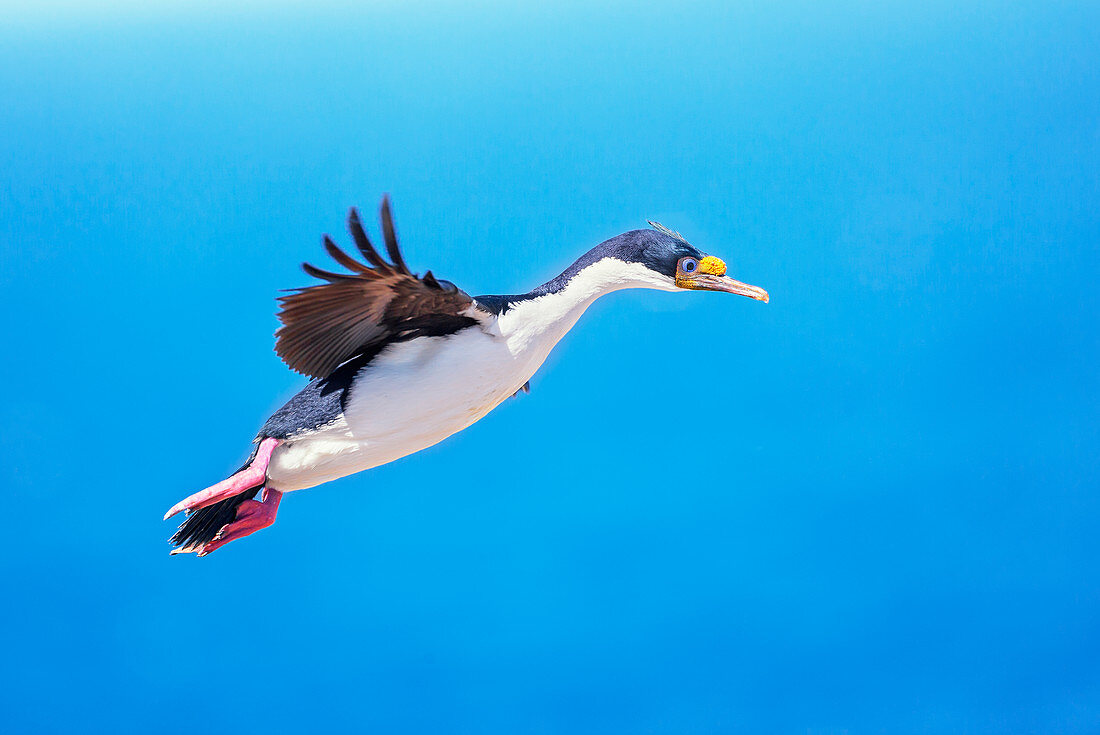 Imperial shag (Leucocarbo atriceps) in flight, Sea Lion Island, Falkland Islands, South America