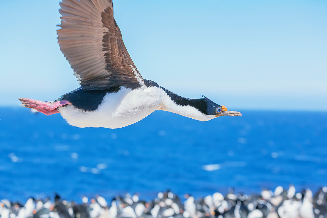 Imperial Shag (Leucocarbo atriceps) im Flug, Sea Lion Island, Falklandinseln, Südamerika