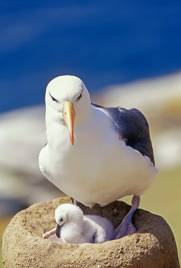 Ein schwarzbrauner Albatros (Thalassarche melanophris) mit seinem Küken, Saunders Island, Falklandinseln, Südamerika