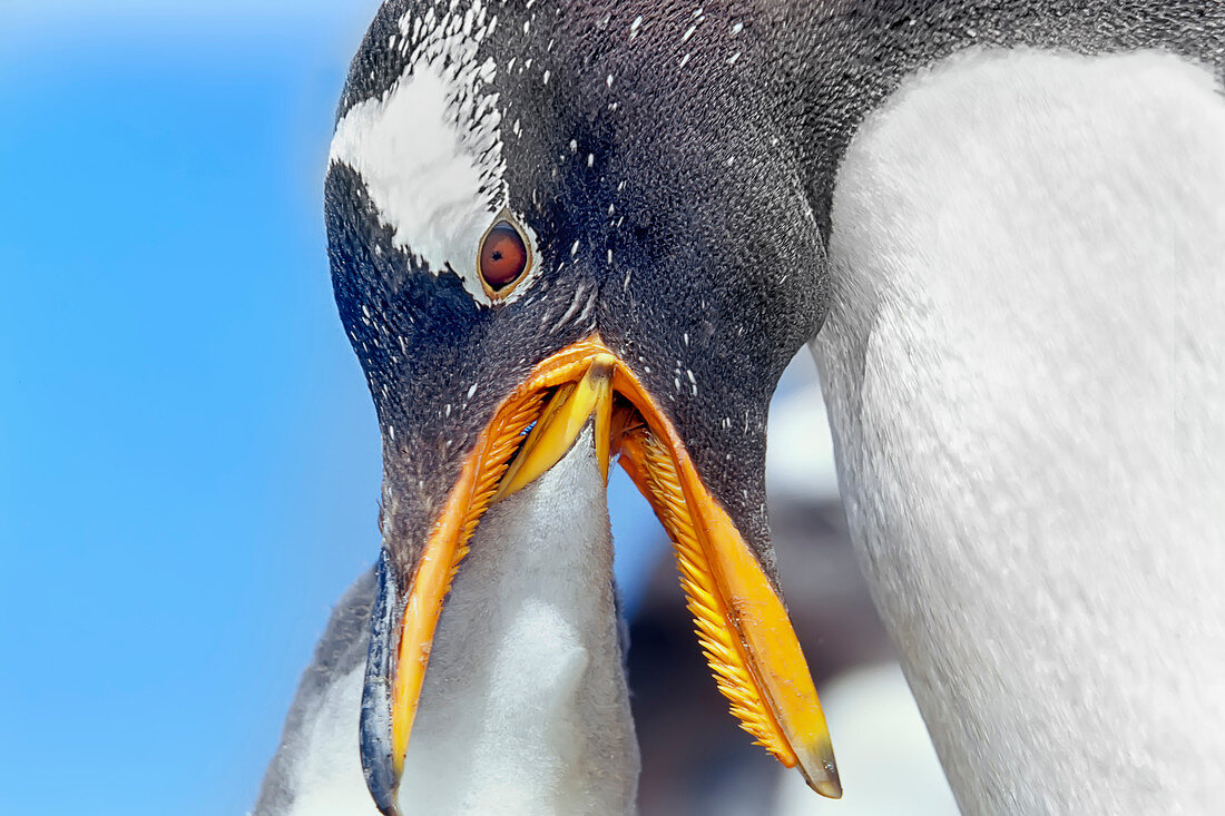 An adult Gentoo Penguins (Pygocelis papua papua) feeding its chick, Falkland Islands, South America