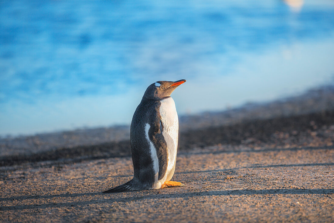 Gentoo Penguin (Pygocelis papua papua) standing, Sea Lion Island, Falkland Islands, South America
