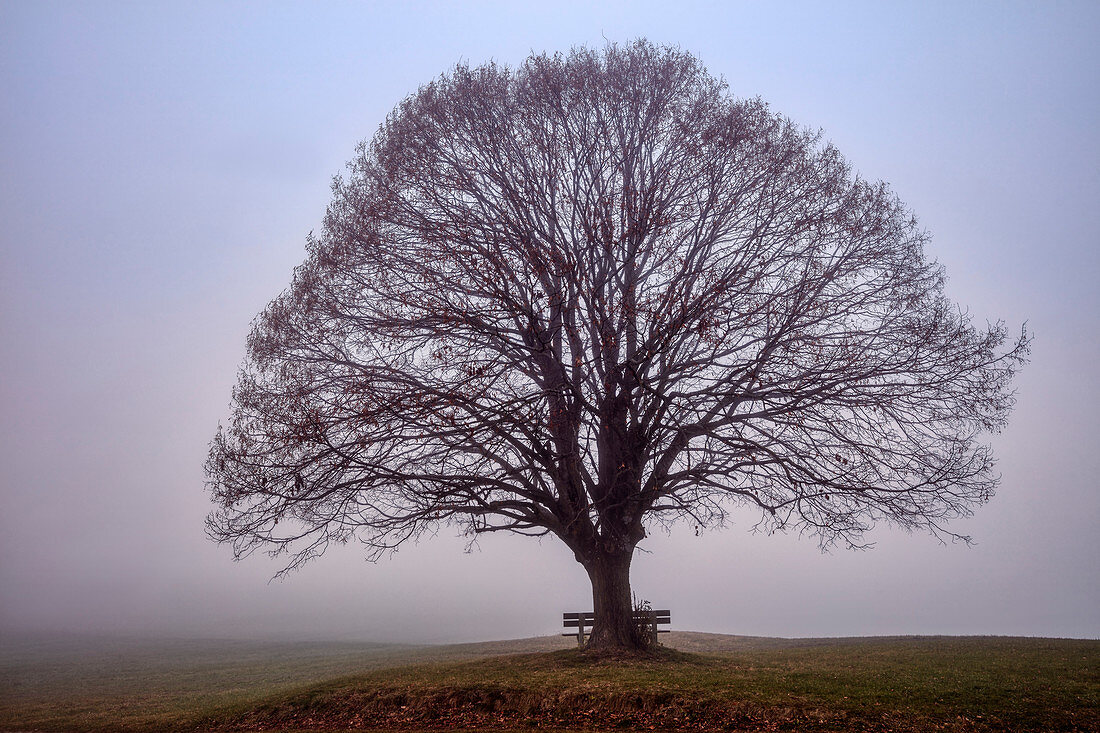 Lime tree (Tilia) on the Irschenberg in the fog, Bavaria, Germany