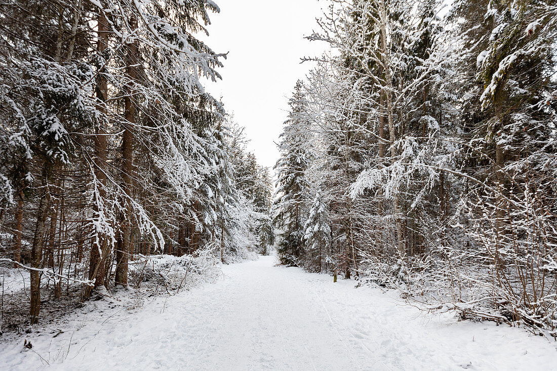 Forest path in Blindau near Reit im Winkl in winter, snow, Bavaria, Germany