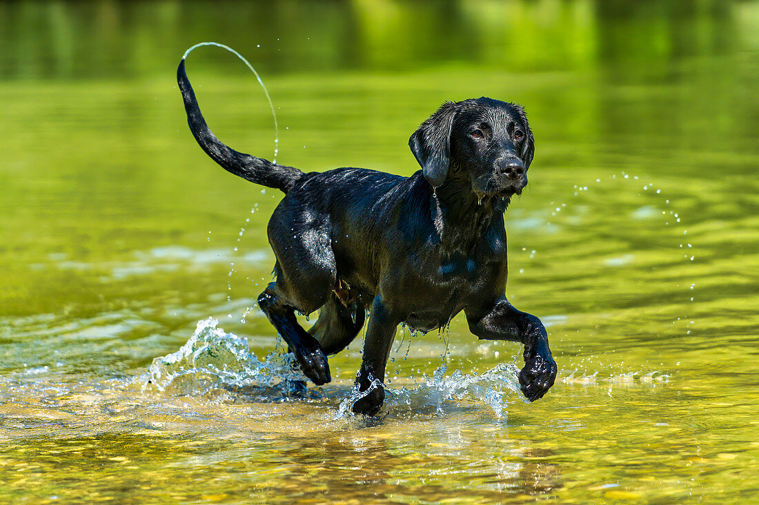 Junger Hund, Labrador, Retriever, läuft durch einen Fluss