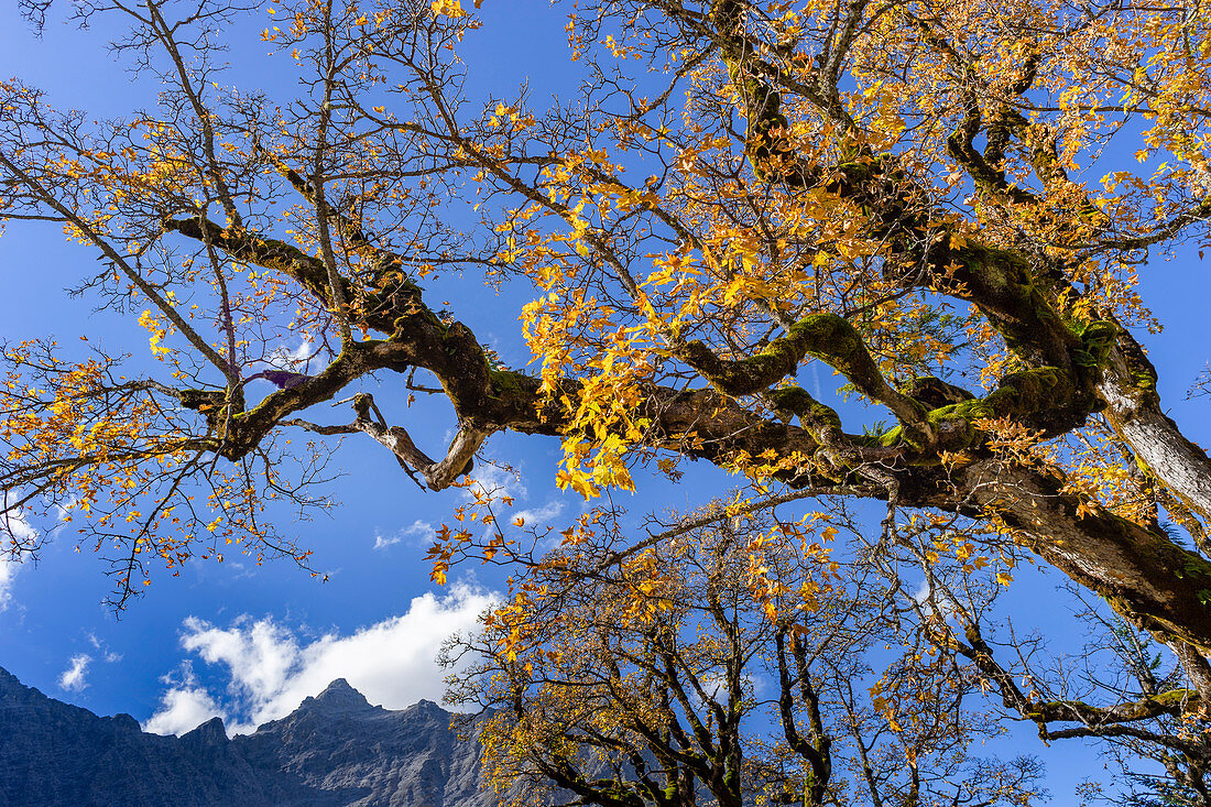 Sycamore maple in the Karwendel in autumn, Hinterriß, Kleiner Ahrnboden, Karwendel, Tyrol, Austria