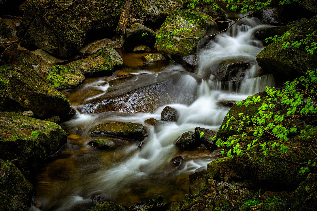 An der Buchberger Leite im Frühling, Bayerischer Wald, Niederbayern, Bayern, Deutschland