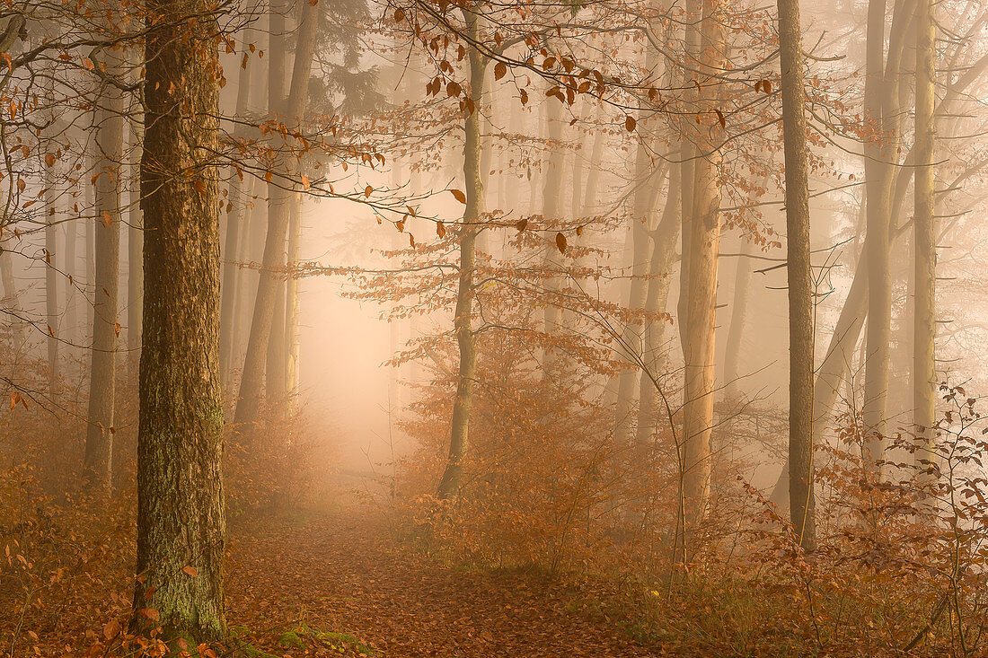 European beech forest on a foggy morning in November, Bavaria, Germany, Europe