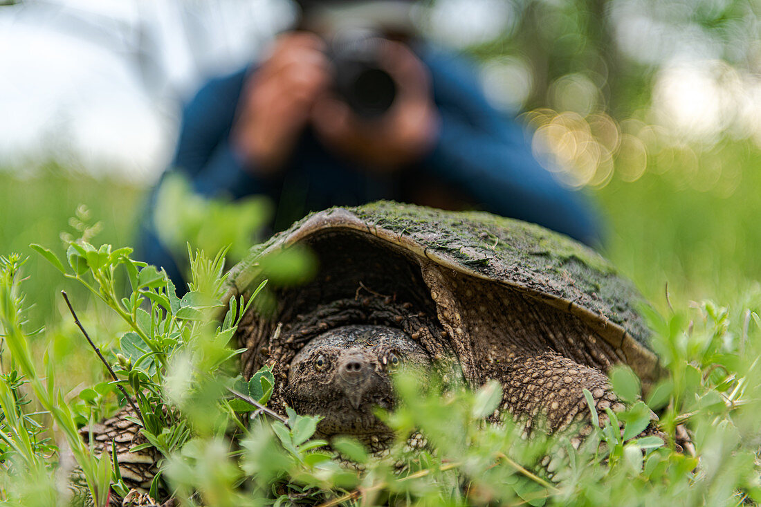 Turtle, photographer in background, Ontario, Canada