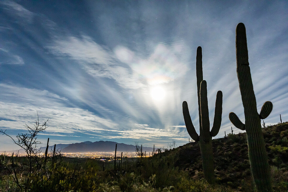 Der Super-Vollmond steigt über Saguaro-Kaktus (Carnegiea gigantea), Sweetwater Preserve, Tucson, Arizona, Vereinigte Staaten von Amerika, Nordamerika auf