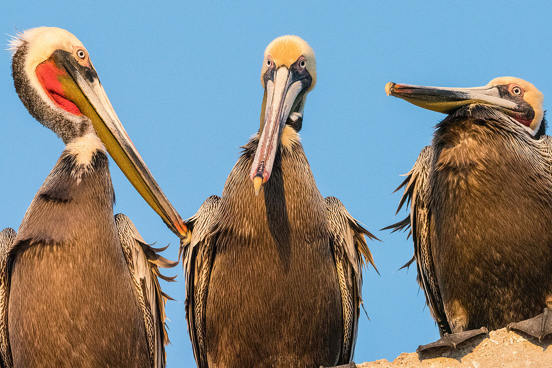 Brown pelicans (Pelecanus occidentalis) at a fish processing plant, Puerto San Carlos, Baja California Sur, Mexico, North America