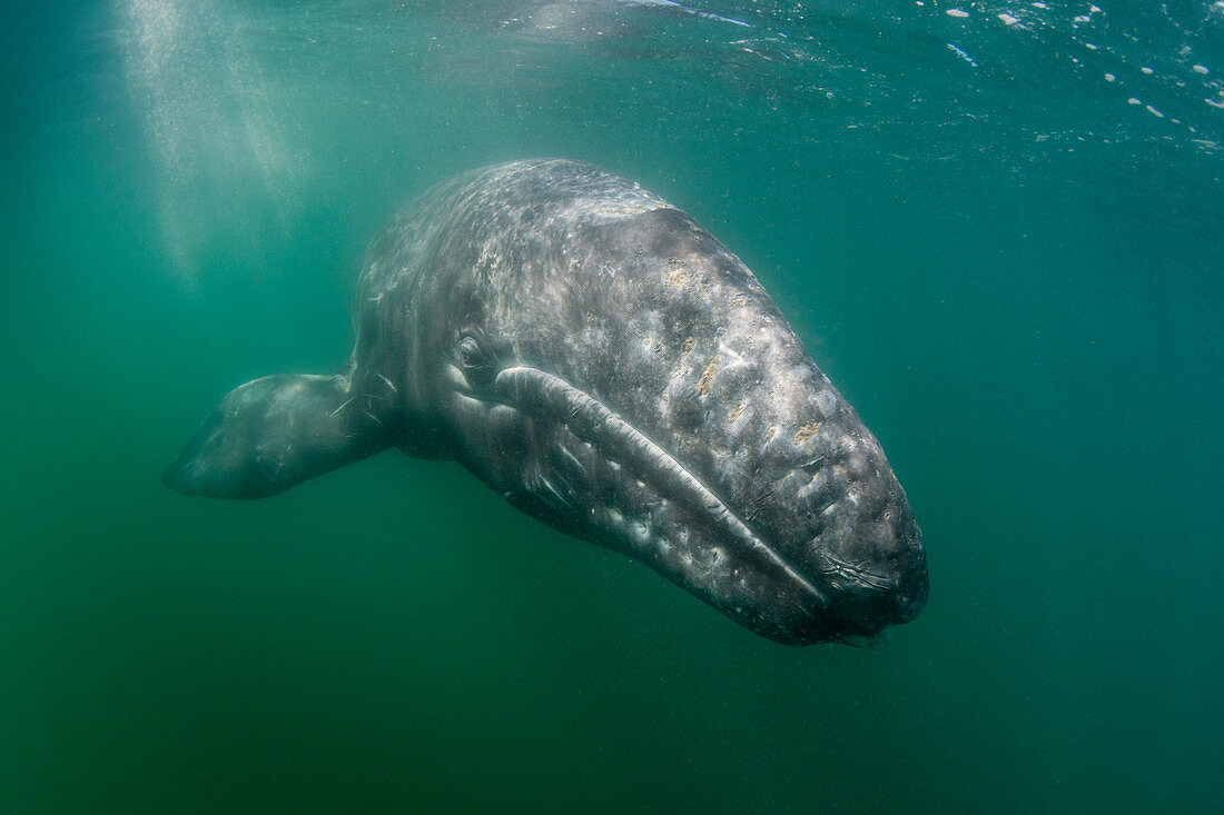 California gray whale calf (Eschrichtius robustus) underwater, San Ignacio Lagoon, Baja California Sur, Mexico, North America