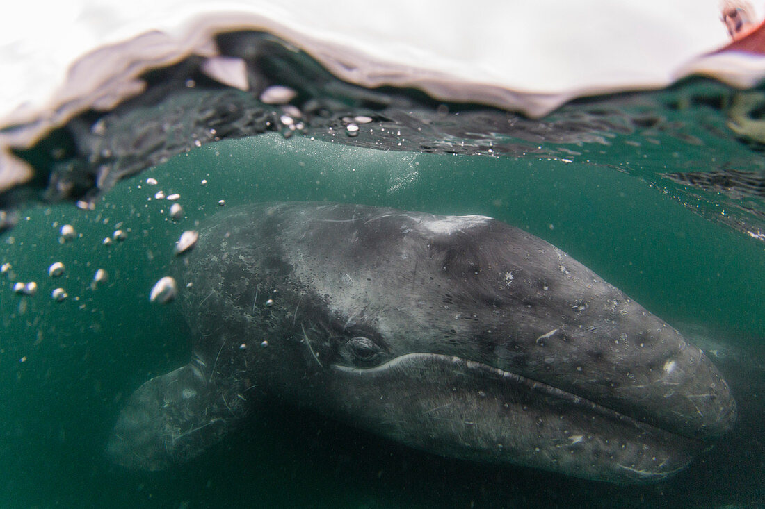 California gray whale calf (Eschrichtius robustus), San Ignacio Lagoon, Baja California Sur, Mexico, North America