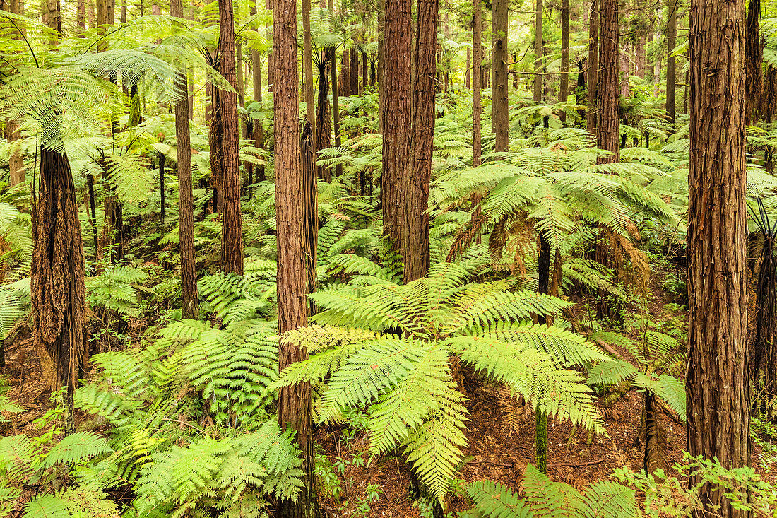 Die Redwoods im Whakarewarewa-Wald, Rotorua, Bay of Plenty, Nordinsel, Neuseeland, Pazifik
