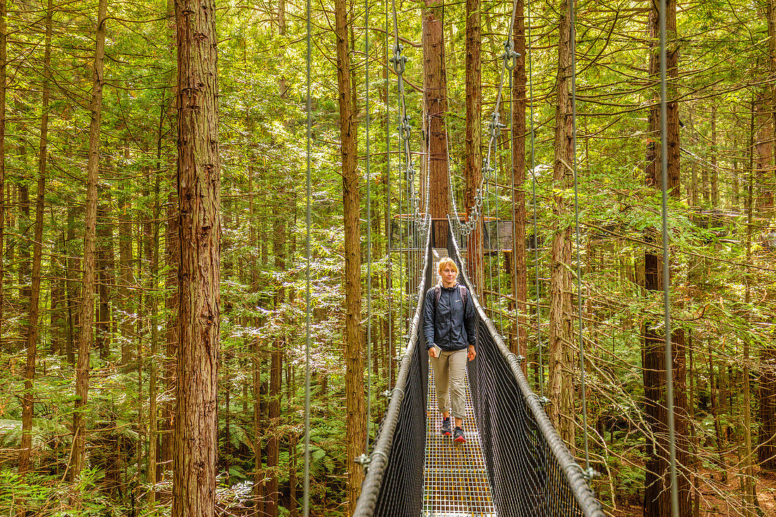Redwood Treewalk, Canopy Pathway, Rotorua, Bay of Plenty, Nordinsel, Neuseeland, Pazifik