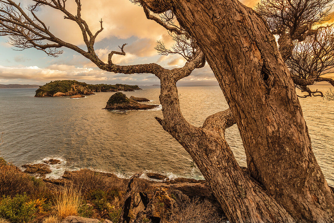 Tepare Point Reserve, Coromandel-Halbinsel, Waikato, Nordinsel, Neuseeland, Pazifik