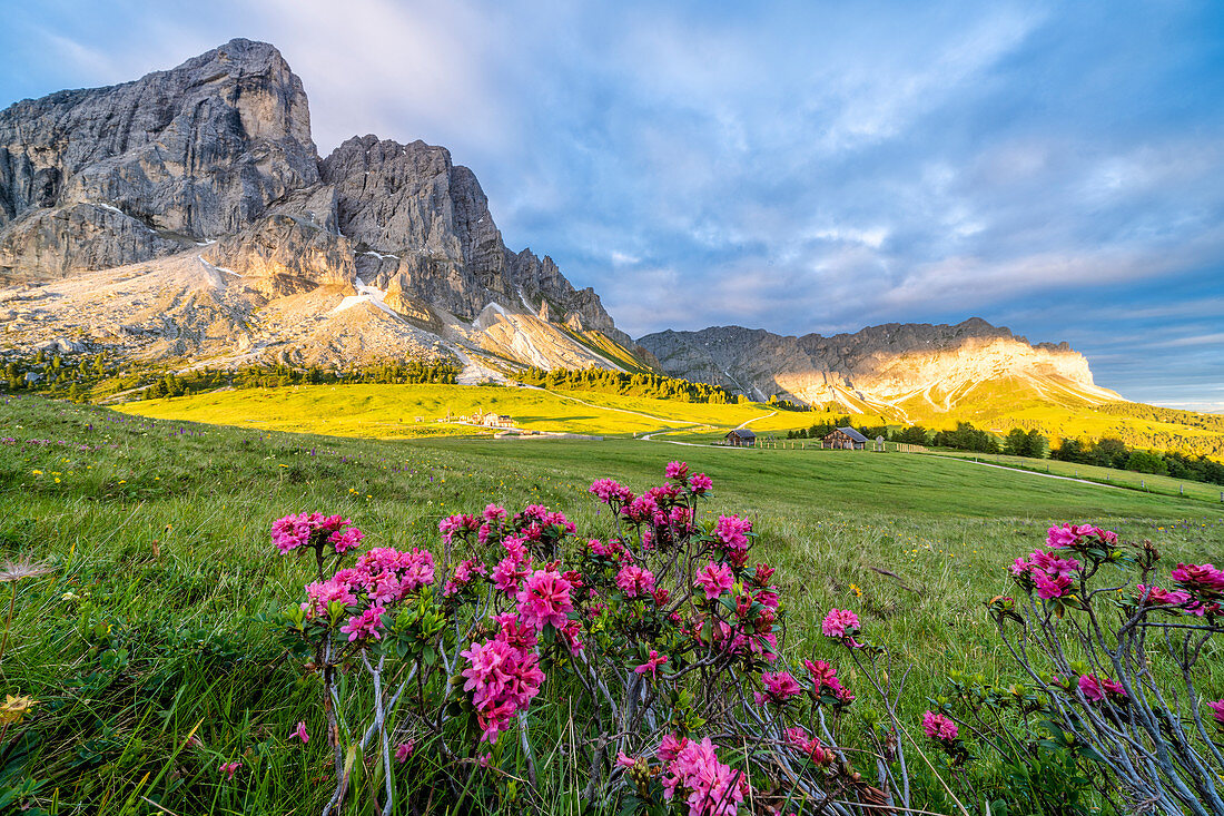 Sunrise over Sass De Putia mountain (Peitlerkofel) and rhododendrons in bloom, Passo Delle Erbe, Dolomites, South Tyrol, Italy, Europe