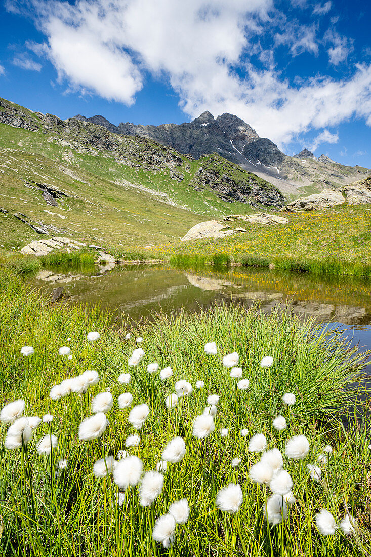 Cotton grass in bloom surrounding Pizzi dei Piani on path towards Baldiscio lakes, Valchiavenna, Vallespluga, Lombardy, Italy, Europe