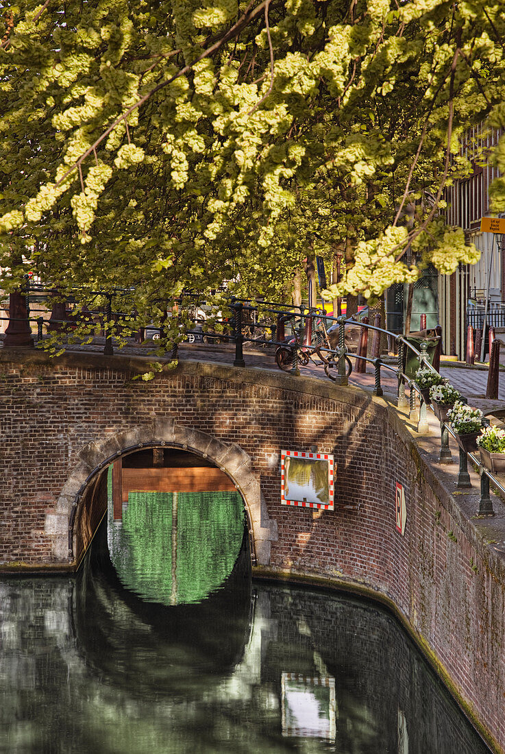 Urban bridge over canal with tree.
