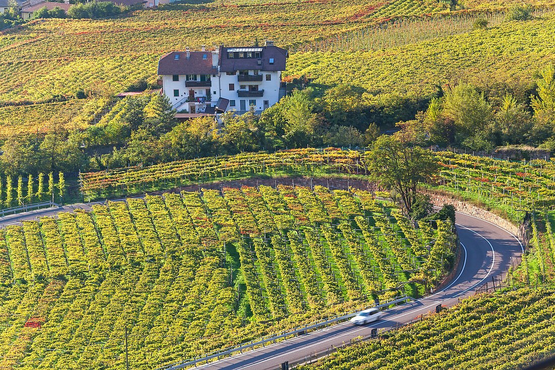 Vineyards near Bolzano, Trentino-Alto Adige/Suedtirol, Italy