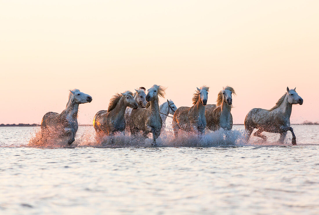 Weiße Pferde laufen durch Wasser, die Camargue, Frankreich