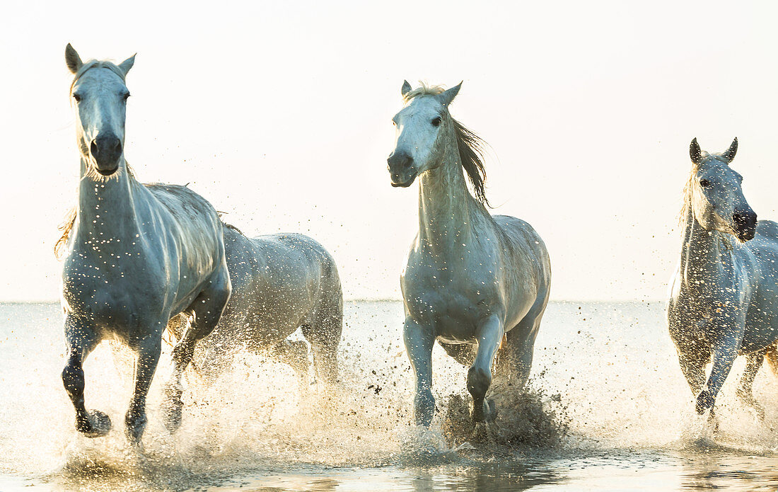 Weiße Pferde laufen durch Wasser, die Camargue, Frankreich