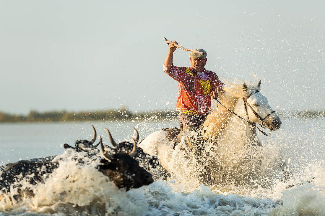 Gardian, Cowboy der Camargue mit Bullen, Camargue, Frankreich