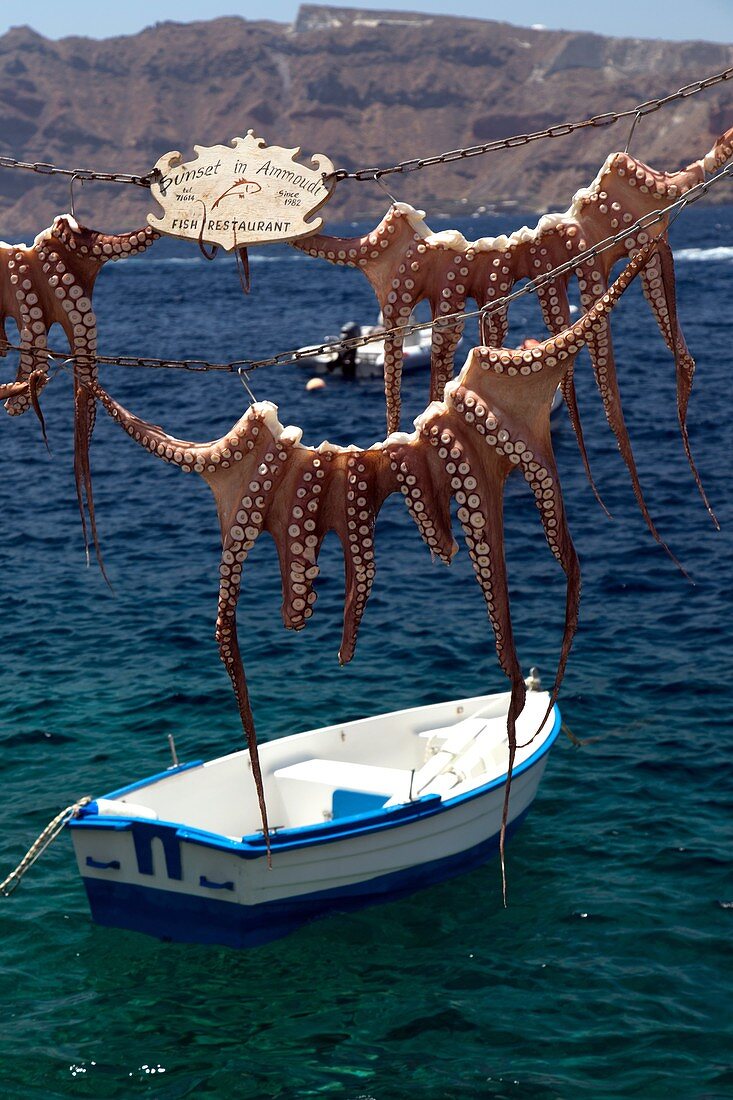 OIA, THE SQUID ON SHOW FLOATS ON THE WATER BEFORE BEING PREPARED AS PART OF THE TRADITIONAL CUISINE, SANTORINI, GREEK ISLE, TYPICAL AND ROMANTIC HIKE, GREECE