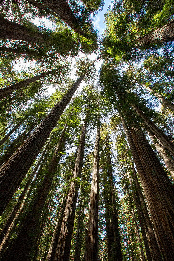 Unter riesigen Redwoods auf dem Pfadfinderpfad im Jedediah Smith Redwoods State Park, UNESCO-Weltkulturerbe, Kalifornien, Vereinigte Staaten von Amerika, Nordamerika
