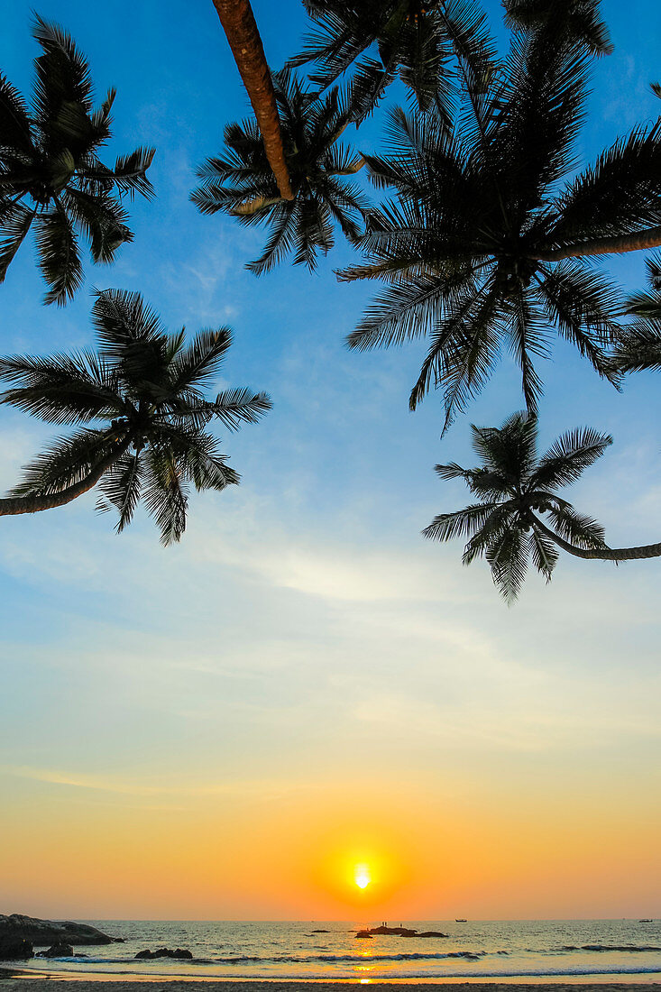 Leaning palm trees at sunset on lovely unspoilt Kizhunna Beach, south of Kannur on the state's North coast, Kannur, Kerala, India, Asia