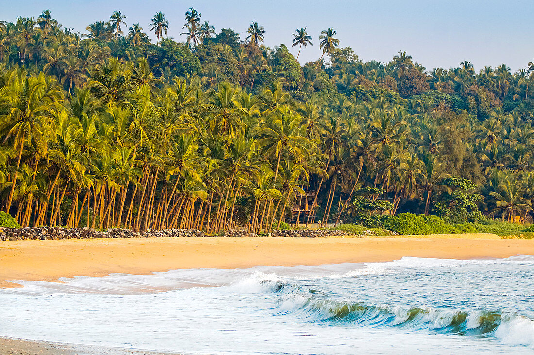 Schöner palmengesäumter Kizhunna-Strand, südlich von Kannur an der Nordküste von Kerala, Kannur, Kerala, Indien, Asien