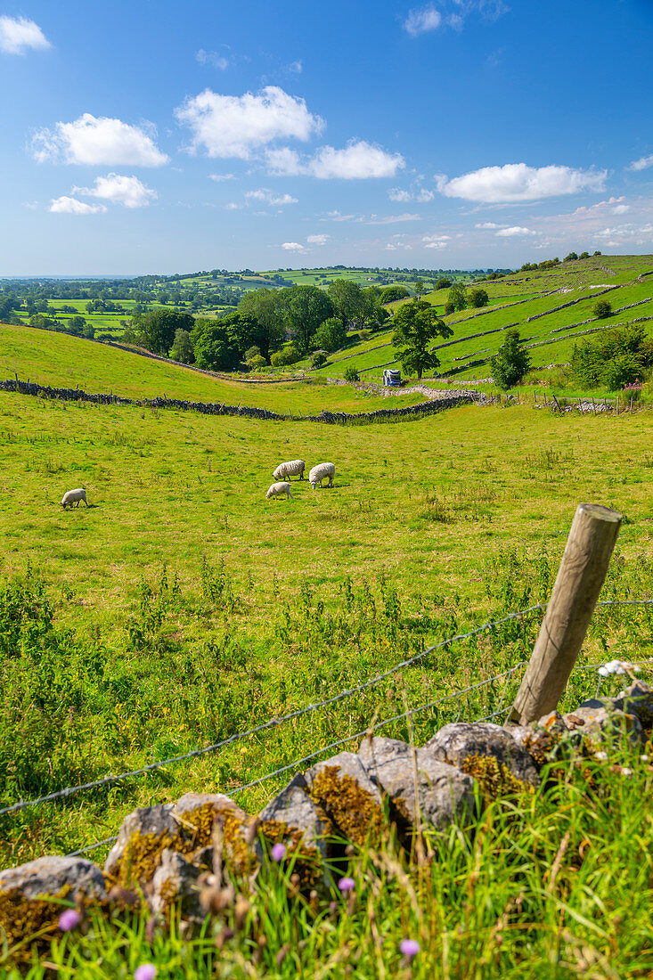 View of dry stone walls and countryside near Brassington, Derbyshire Dales, Derbyshire, England, United Kingdom, Europe