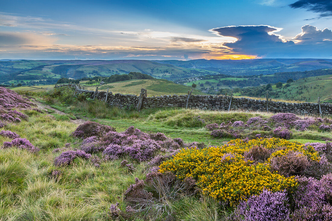 Ansicht der blühenden Heide auf Stanage Edge und Hope Valley bei Sonnenuntergang, Hathersage, Peak District National Park, Derbyshire, England, Vereinigtes Königreich, Europa