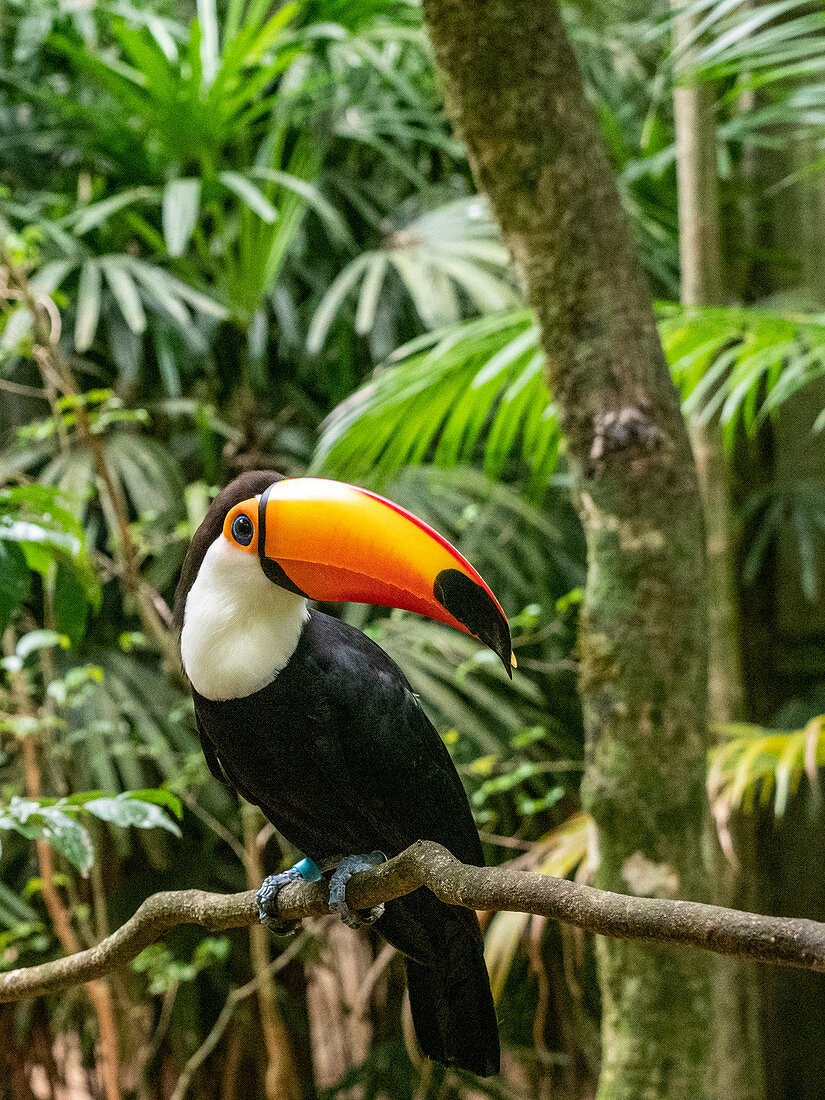 Gefangener Tocan Tukan (Ramphastos toco), Parque das Aves, Foz do Iguacu, Bundesstaat Parana, Brasilien, Südamerika