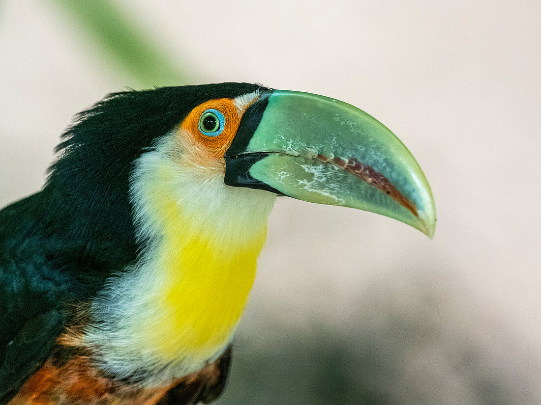 Gefangener rotbrüstiger Tukan (Ramphastos dicolorus), Parque das Aves, Foz do Iguacu, Bundesstaat Parana, Brasilien, Südamerika
